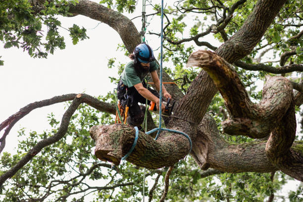 Best Commercial Tree Services  in Whitney Point, NY