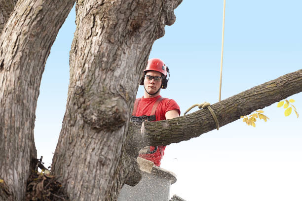 Reliable Whitney Point, NY Tree Care Solutions